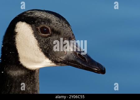 Canada goose Stock Photo