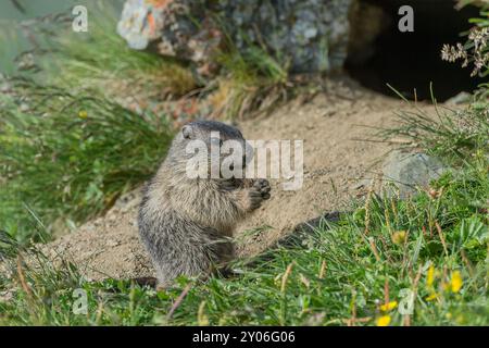 Young marmot eats in front of building "Grossglockner, Austria, Europe Stock Photo