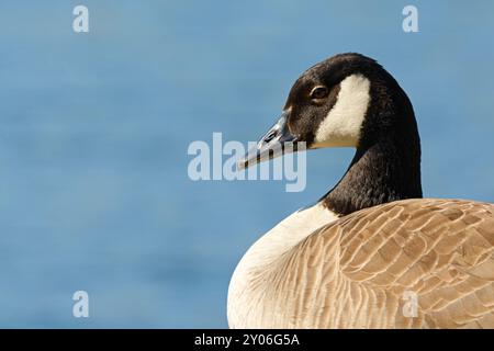 Canada goose portrait Stock Photo