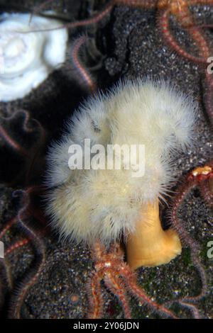 clonal plumose anemone, frilled anemone, plumose sea anemone, brown sea ...