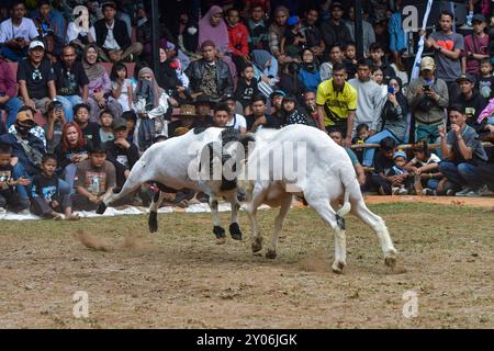 Two Rams Battleing THE ART OF RAM FIGHTING AGILITY Two rams duel during a traditional ram ...