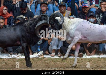 Two Rams Battleing THE ART OF RAM FIGHTING AGILITY Two rams duel during a traditional ram ...