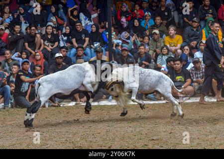 Two Rams Battleing THE ART OF RAM FIGHTING AGILITY Two rams duel during a traditional ram ...