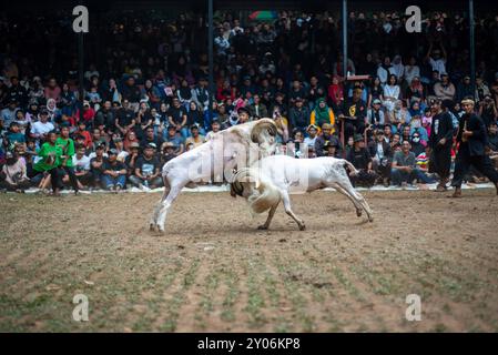 Two Rams Battleing THE ART OF RAM FIGHTING AGILITY Two rams duel during a traditional ram ...