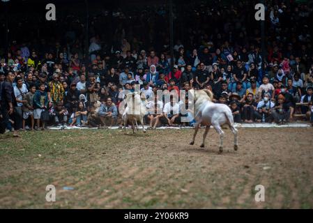 Two Rams Battleing THE ART OF RAM FIGHTING AGILITY Two rams duel during a traditional ram ...