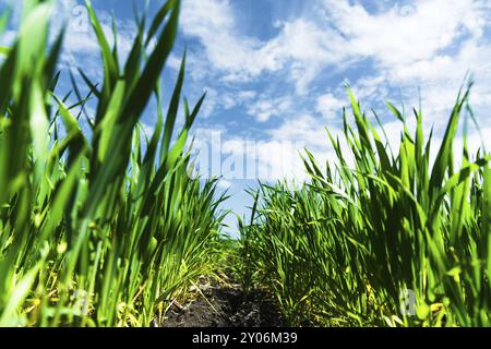 Close-up of young green wheat on the field. Coordinate lower angle. Fertile black soil blue sky and clouds Stock Photo