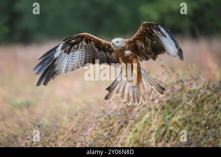 The Red Kite flies over the fields and looks out for prey. Stock Photo