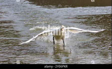 Swan Stock Photo