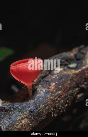 Champagne mushroom or Orange mushroom in rain forest, Saraburi Thailand Stock Photo