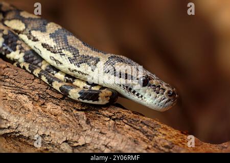 Head shot of a Diamond python, Morelia spilota spilota Stock Photo - Alamy