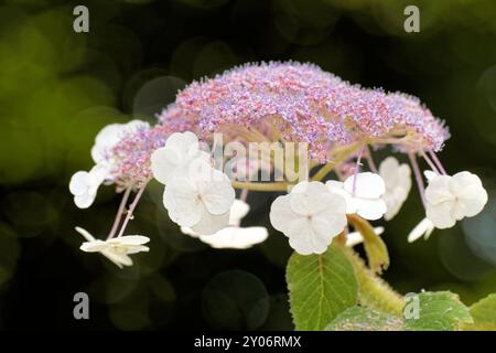 Inflorescence of the velvet hydrangea Stock Photo