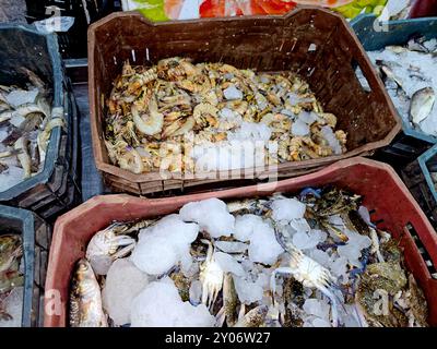 Fresh Seafood background, stack of fresh shrimp and crabs ready to be cooked, seafood cuisine, selective focus of horse crabs and shrimps in container Stock Photo