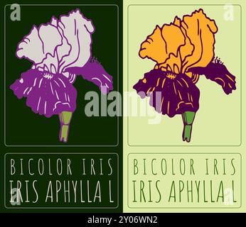 Vector drawing BICOLOR IRIS. Hand drawn illustration. Latin name is IRIS APHYLLA L. Stock Vector