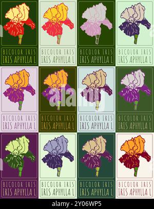 Set of vector drawing BICOLOR IRIS in various colors. Hand drawn illustration. Latin name is IRIS APHYLLA L. Stock Vector