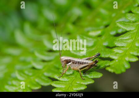 Bog Bush Cricket nymph (Metrioptera brachyptera). Tettigonioidea. Sussex, UK Stock Photo