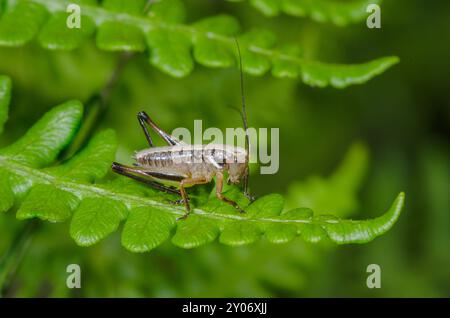 Bog Bush Cricket nymph (Metrioptera brachyptera). Tettigonioidea. Sussex, UK Stock Photo