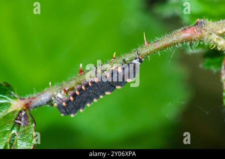 Unusual instance of Common Glow Worm larva climbing up bramble stem hunting for snails (Lampyris noctiluca) Sussex, UK Stock Photo