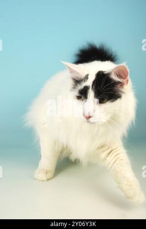 Adult Angora Van Cat on a Pale Blue Background Stock Photo