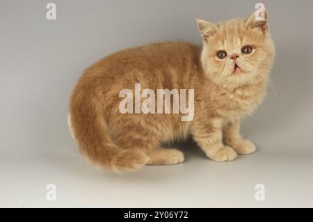 Exotic Red Tabby Kitten Stock Photo