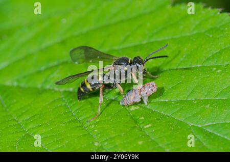 Female Solitary Wasp with Frog hopper nymph prey (Argogorytes mystaceus). Crabronidae. Sussex, UK Stock Photo