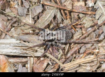 Female Burnt Wolf Spider (Xerolycosa nemoralis), Lycosidae. Sussex, UK Stock Photo