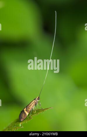 Male Yellow barred Longhorn Moth (Nemophora degeerella) with huge antennae, Adelidae. Sussex, UK Stock Photo