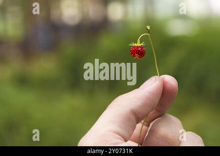 Close-up man holding his fingers with a twig with wild strawberries Stock Photo