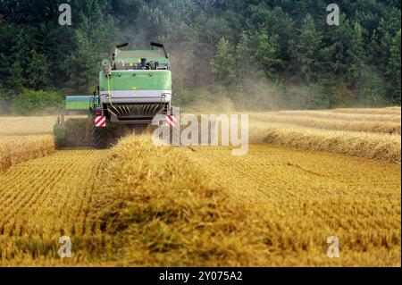 Combine harvester on a grain field during harvesting Stock Photo