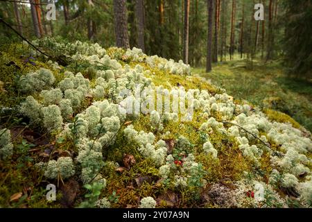 Green forest floor covered with moss and lichen in a Finnish woodland Stock Photo