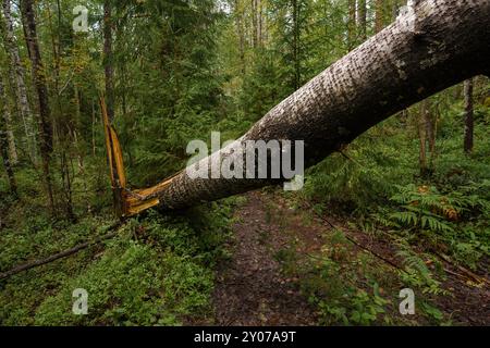 Fallen tree across hiking path in a Finnish forest Stock Photo