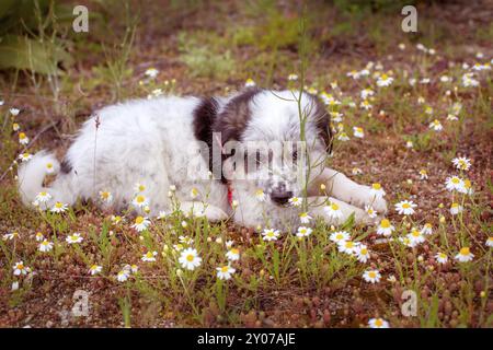 Cute white and black bulgarian sheep dog puppy looking at the flower Stock Photo