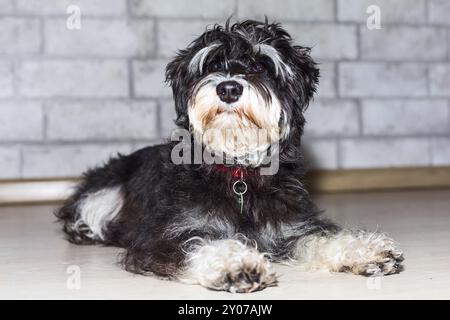 Miniature schnauzer cute black and silver puppy lying, close-up portrait at home Stock Photo