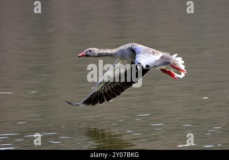 Goose Stock Photo