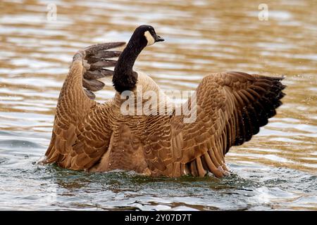 Canada goose Stock Photo