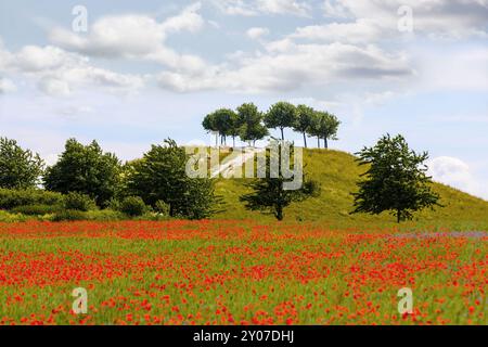 Poppy field at the Kronsberg, Hanover-Laatzen, Lower Saxony Stock Photo