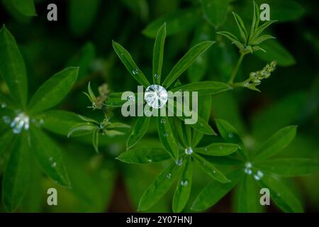 Recent Raindrops Look Like Jewels On Lupin Leaves Stock Photo