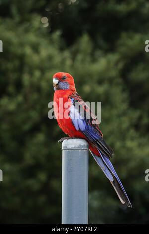 Pennant Parakeet (Platycercus elegans) in the Lamington National Park, Queensland, Australia. Crimson Rosella (Platycercus elegans) in the Lamington N Stock Photo