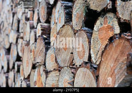 Sawed-off tree trunks in the forest Stock Photo