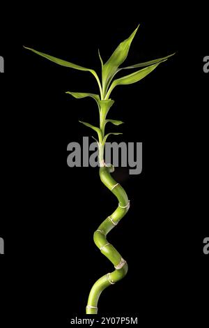 Ecology concept image with bamboo stalk on black background Stock Photo