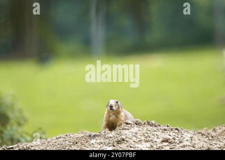 Two baby prairie dogs looking out of their burrow Stock Photo