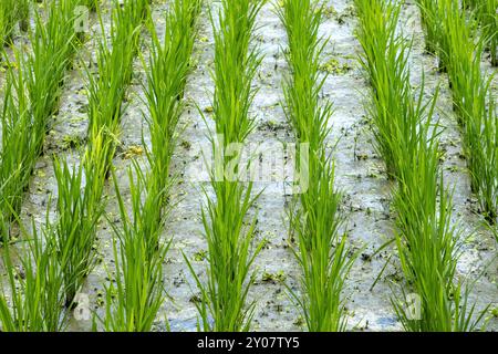 Green young rice seedlings growing in the paddy field. Stock Photo