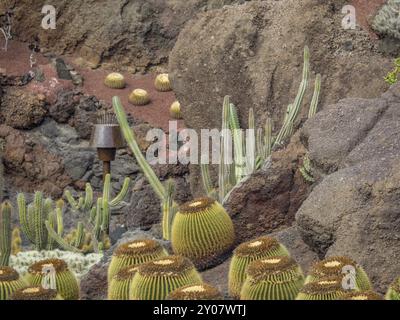 Landscape with spherical cacti and red rocks in a desert-like environment, lanzarote, Canary Islands, Spain, Europe Stock Photo