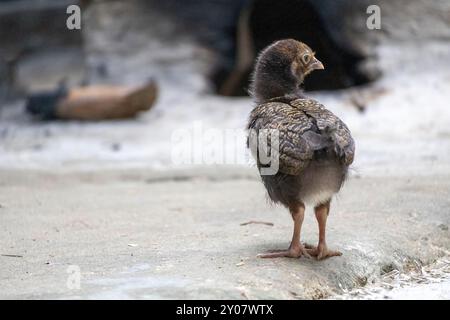 Chicks standing in the yard without a hen, looking for food. Stock Photo