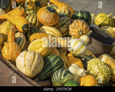 Colourful mixture of yellow and green striped pumpkins in different shapes and sizes in a pile, borken, muensterland, Germany, Europe Stock Photo