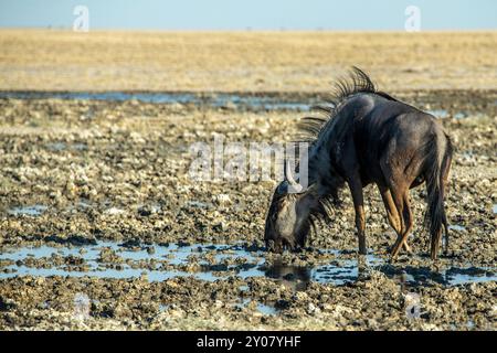 A lone blue wildebeest drinking from a puddle, all that's left of of a waterhole in Etosha. Stock Photo