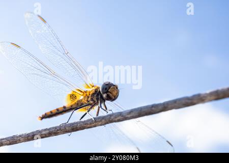 Close up view of a yellow dragonfly sitting with transparent wings on blue sky Stock Photo