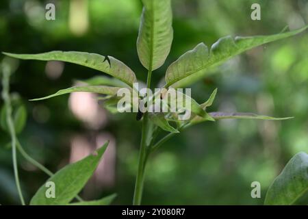 View of the two leafhoppers in their immature and adult stages resting on the leaf stems of the five leaved chaste tree (Vitex negundo) Stock Photo