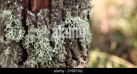 Oak moss (Evernia prunastri). Oak trunk covered with lichen. Cracked oak bark close-up and lichen. Drying of the tree. Damaged bark on the tree trunk Stock Photo