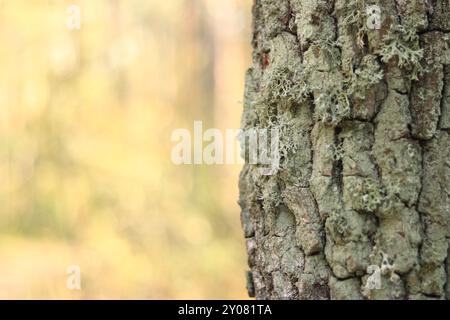 Oak moss (Evernia prunastri). Oak trunk covered with lichen. Cracked oak bark close-up and lichen. Drying of the tree. Damaged bark on the tree trunk Stock Photo