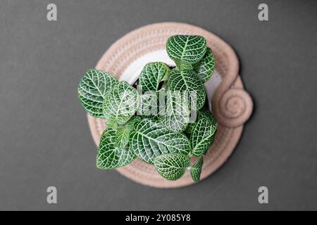Top view of decorative fittonia albivenis plant in pot on grey background, flat lay Stock Photo